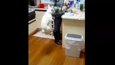 Amit ez a kutya csinál, miközben a vacsoráját várja, milliókat nevettet meg - Videó