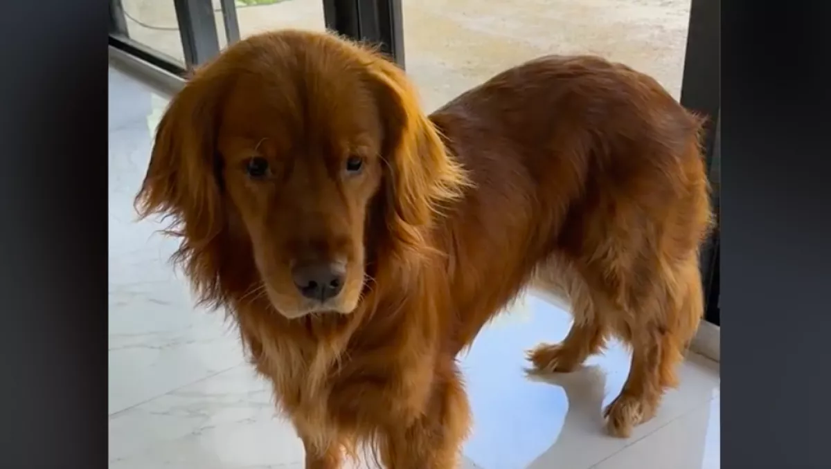 Csak azt akarta tudni a gazdi, ki tette tönkre a karácsonyi dekorációt, ami ezután történt, az fergetegesen vicces - Videó