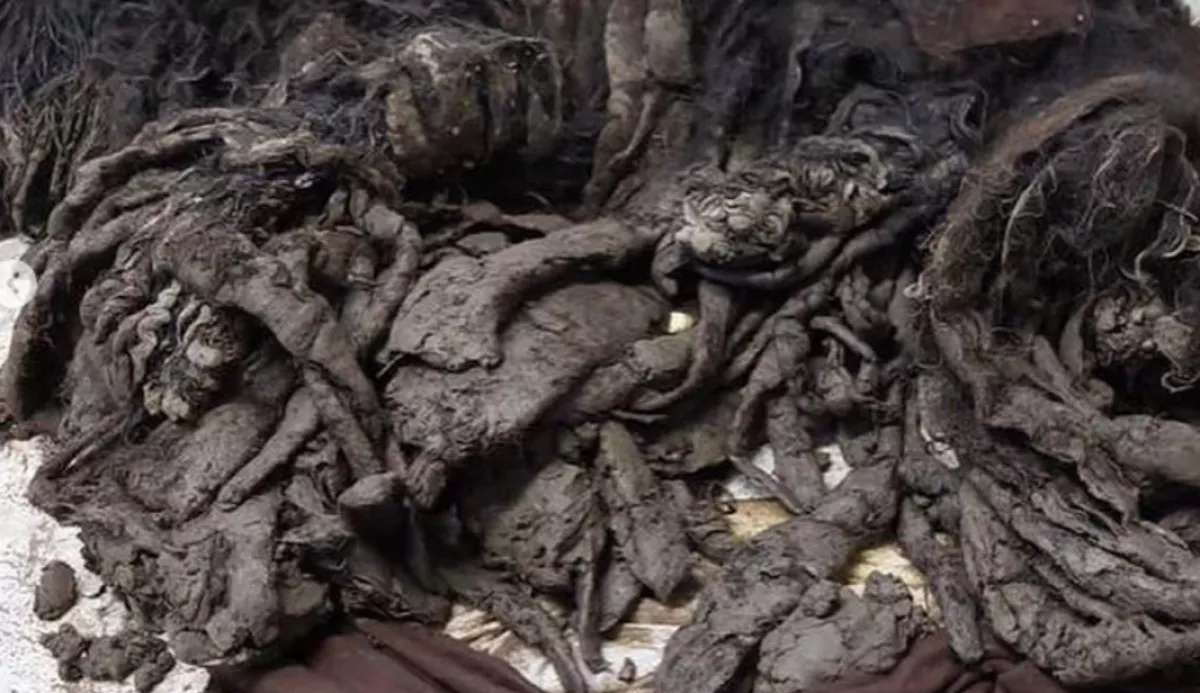 Felfoghatatlan állapotban találtak egy magyar kutyára - Megdöbbent a világ a képeken