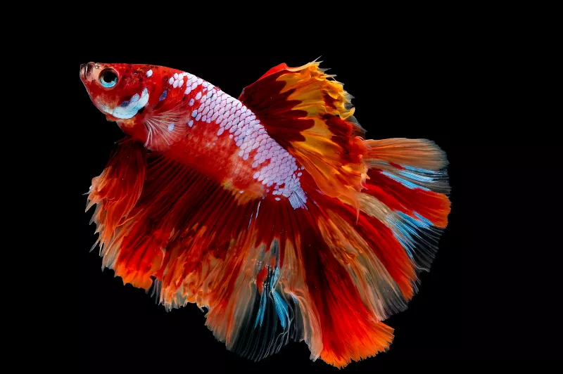 horoszkóp állat hasonlóság