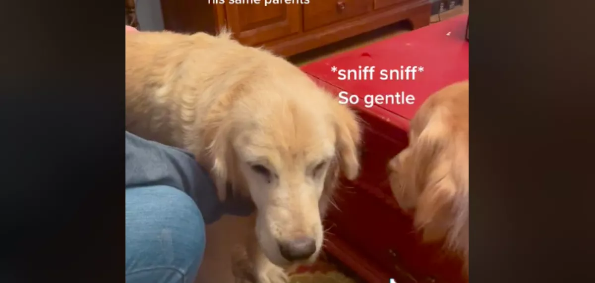 Két év után találkozott a golden retriever az anyukájával, az erről készült videó meghatja a világot