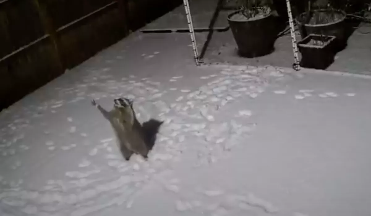 Nem hitt a férfi a szemének, amikor meglátta, mit művel ez az állat a kertjében - Videó