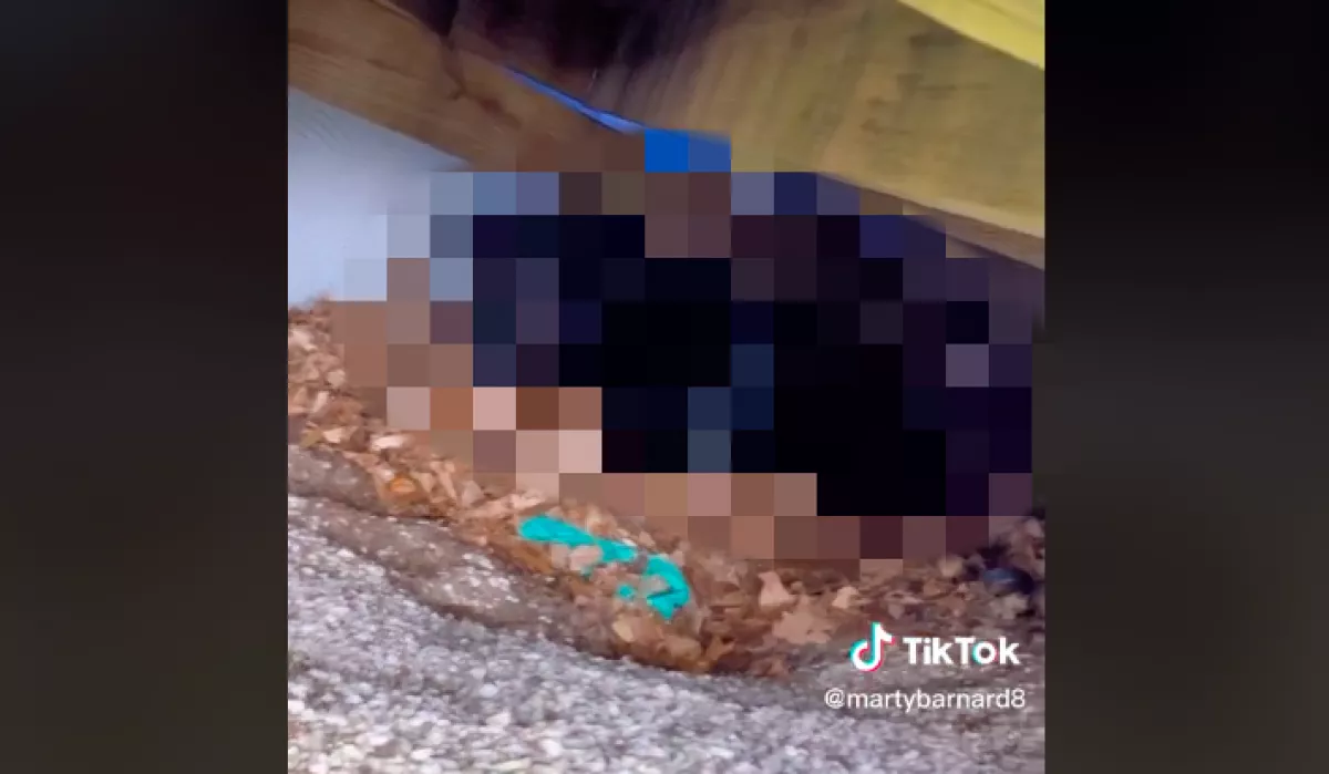 Hatalmas állatot talált a pár a verandája alatt, hihetetlen és nehéz döntést hoztak - Videó