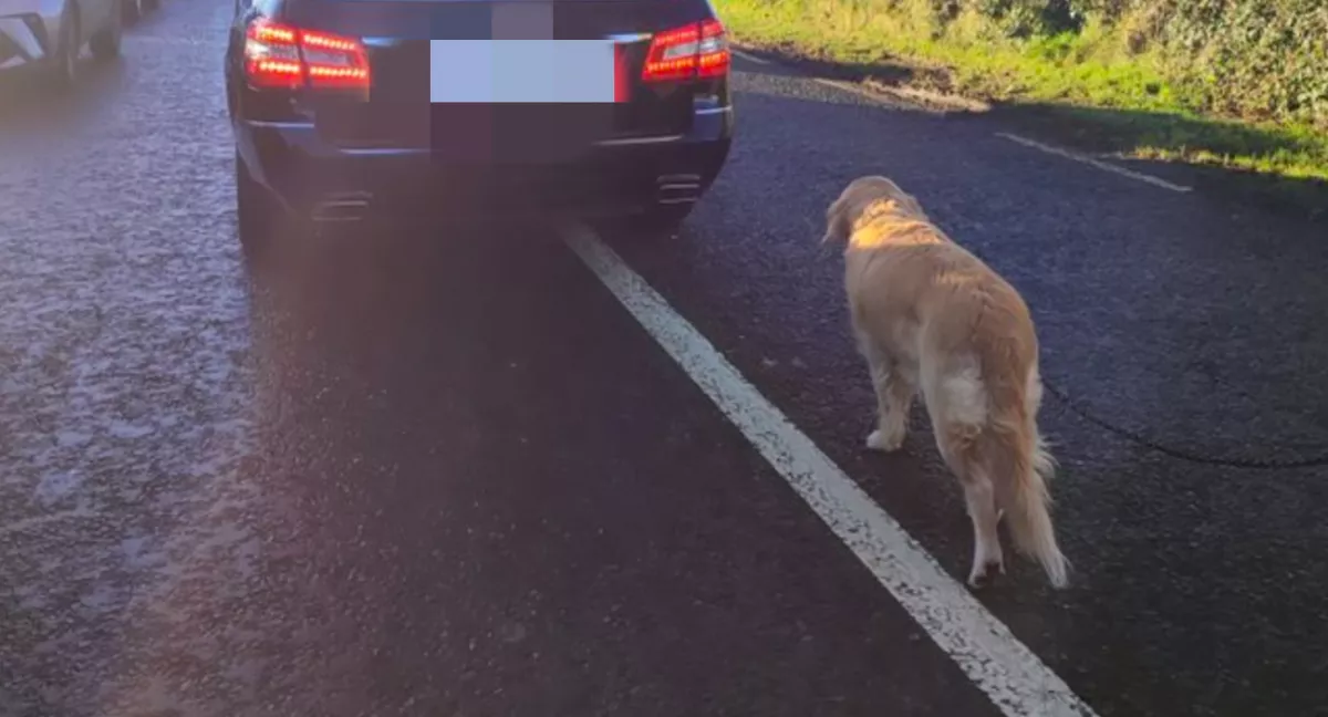 Némán sétál az autó után a kutya, az ok szomorúbb nem is lehetne 