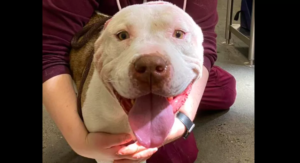 Balesetben vesztette el a füleit a kutya, a gondozója olyat tett, hogy megolvad a világ szíve - Fotók