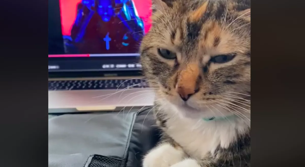 Hip-hopot játszott a macskájának a gazdi, a reakcióján milliók nevetnek - Videó