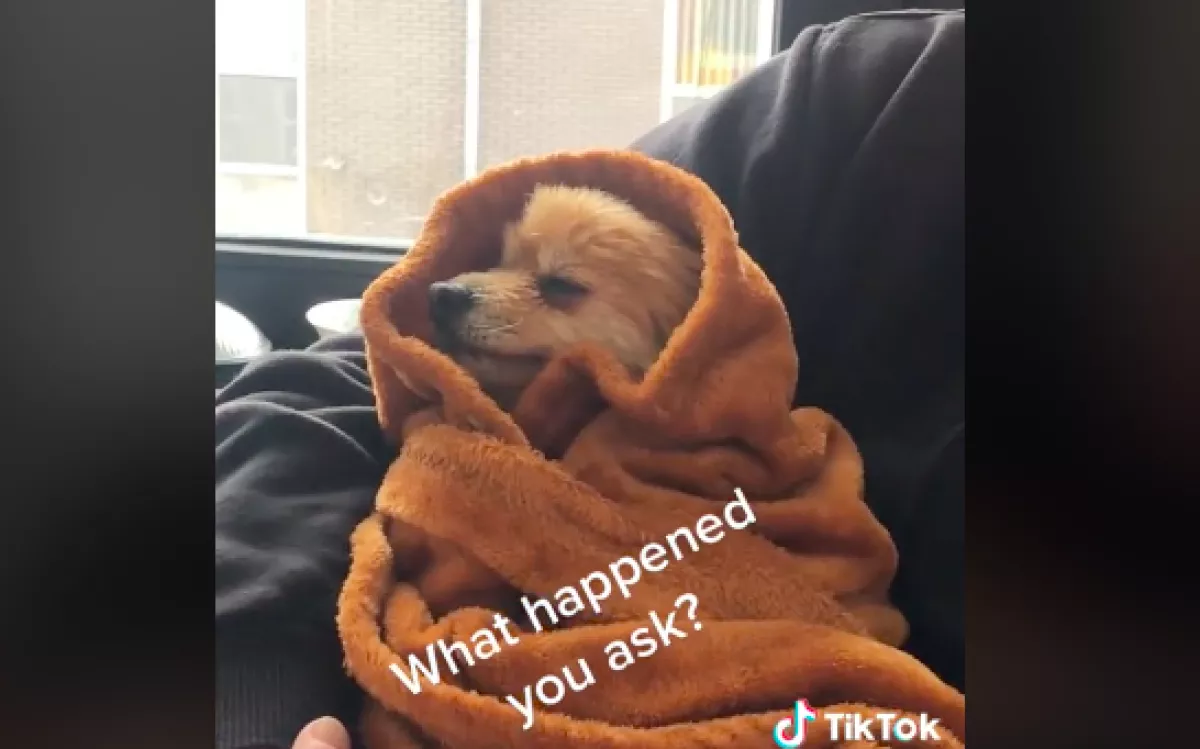 35 percig kellett vigasztalni ezt a törpespiccet, szívszorító az oka - Videó