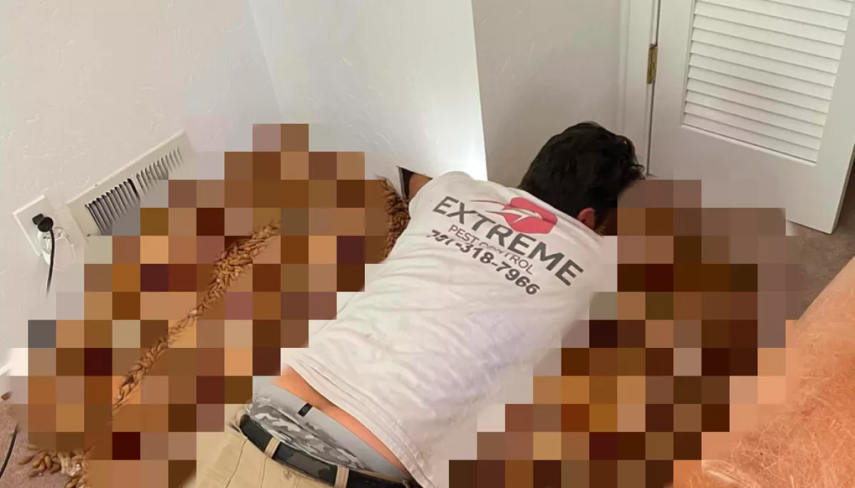 Lyukat vágott kártevőírtó a falba, ami kijött, az mindenki rémálma - Fotók