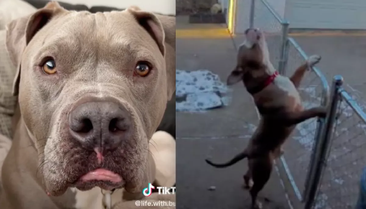 Azt hitte a kutya, a gazdája nélküle megy sétálni, a reakciója milliókat nevettet meg - Videó