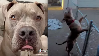 Azt hitte a kutya, a gazdája nélküle megy sétálni, a reakciója milliókat nevettet meg - Videó