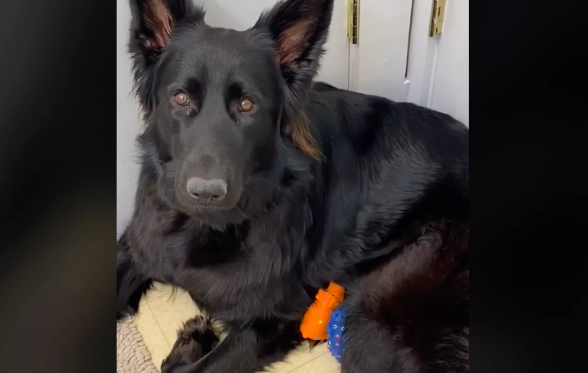 Játékokat kapott a pásztorkutya, amit ezután csinált velük, megolvasztja a világ szívét - Videó