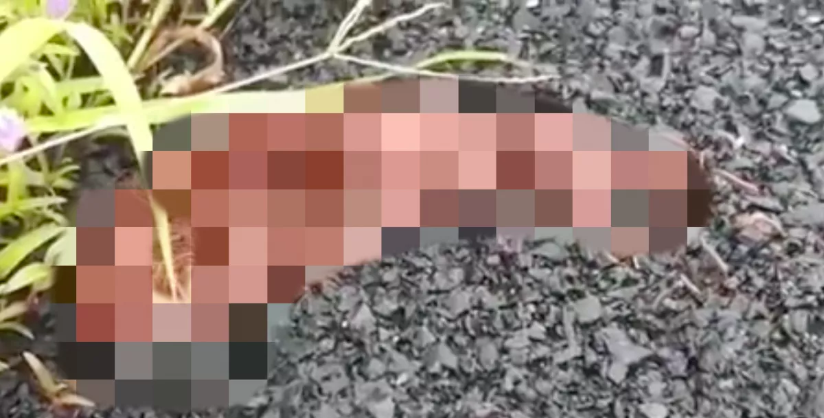 "Guruló spagettilabdát" vett filmre a nő, az igazságtól égnek áll az ember hátán a szőr - Videó