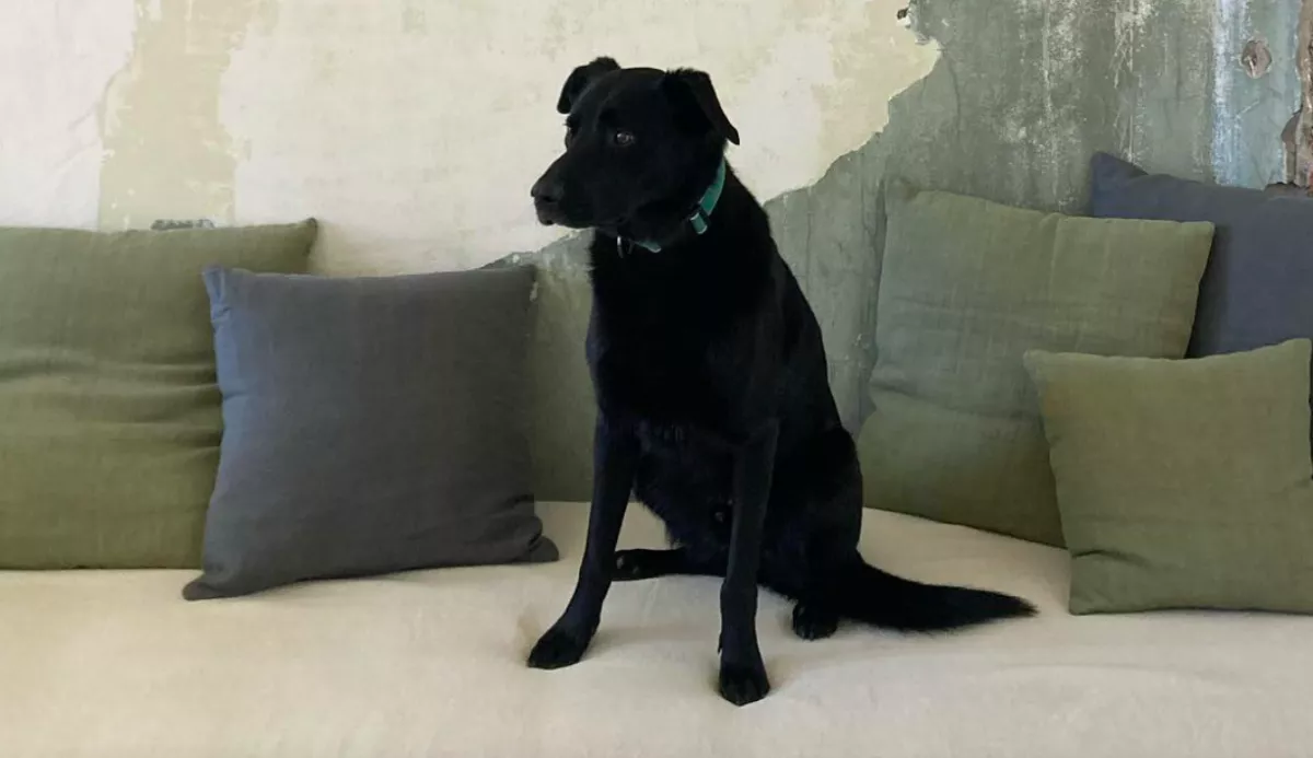 Egyedül hagyta otthon a kutyáját Juli, amikor hazaért, olyan üzenet fogadta, hogy elakadt a szava