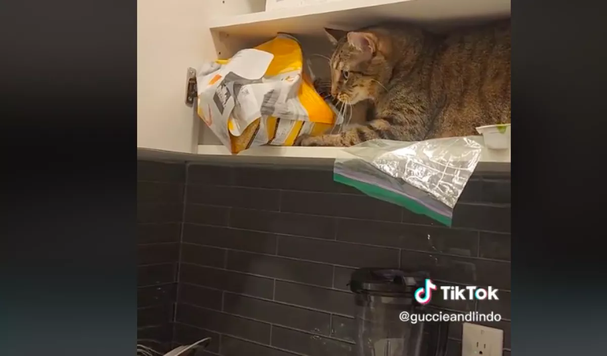 Nem adott második vacsorát a macskájának Amanda, amit a cica után tett, azon pusztul a világ - Videó