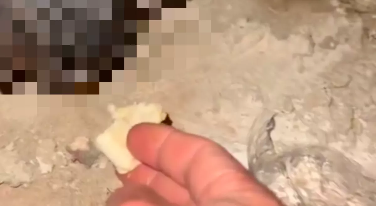 Segélykiáltásokat hallottak a munkások az építkezésen, amit aztán találtak, összetörte a szívüket - Videók