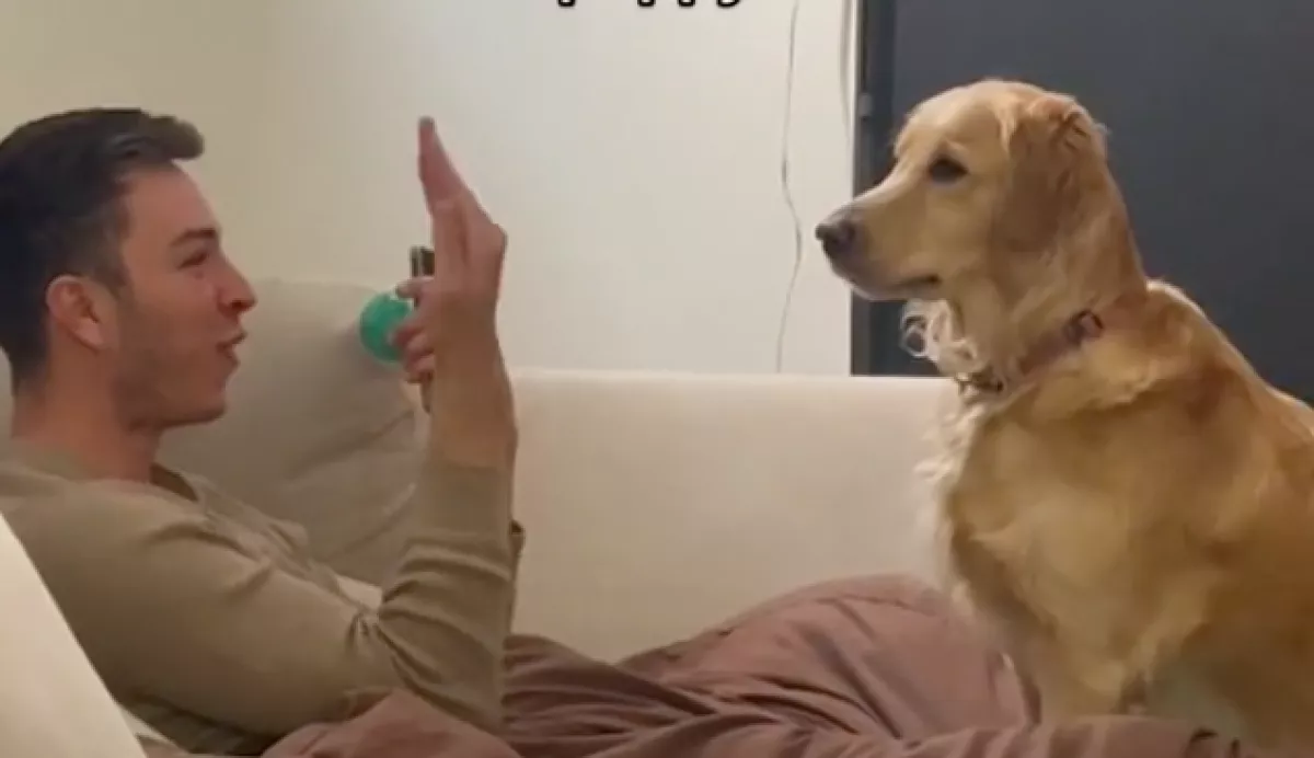 Olcsó bűvésztrükkel verte át a kutyáját a srác, a golden retriever reakciója megolvasztja a szíveket - Videó