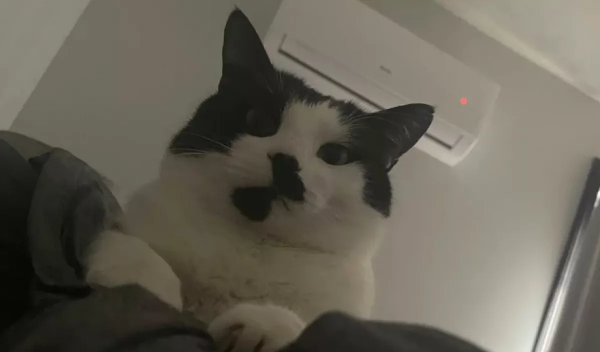 Elfelejtette a szokott időben megetetni a macskáját a férfi, amit a cica tett, mém lesz - Fotó