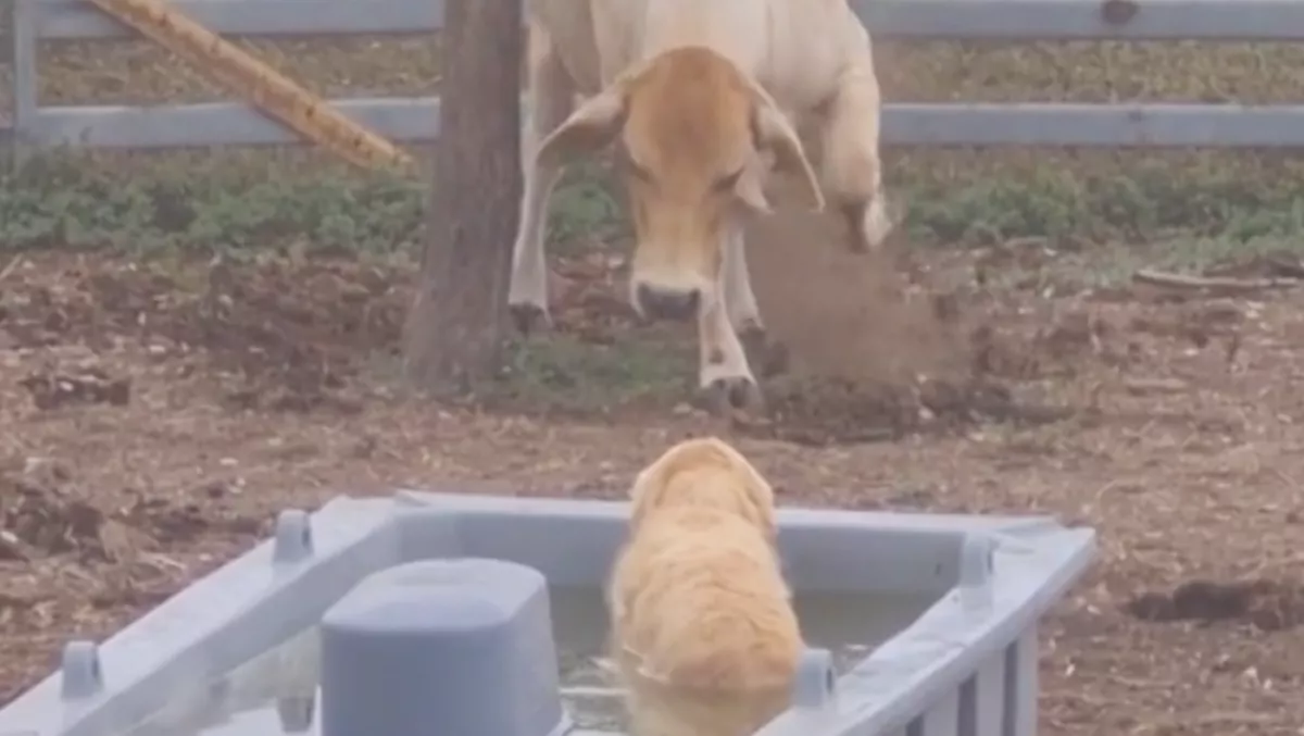 A tehén itatójában fürdött a golden retriever, ami ezután történt, sokakat megnevettet - Videó