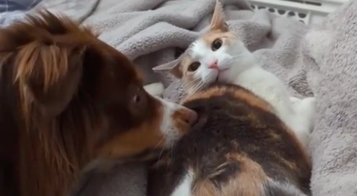 Örökbefogadott egy kutyát a lány, a macskája reakcióján pusztul a világ - Videó