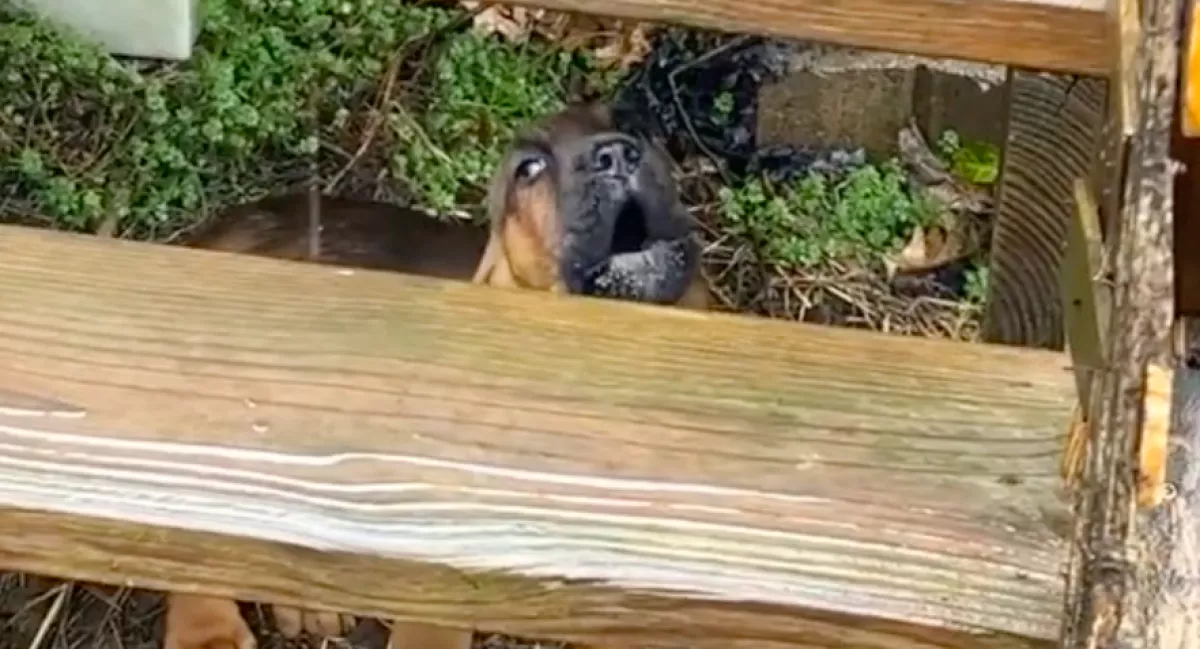 Kint volt a kiskutya, amikor eleredt az eső: amit ezután tett, senkit nem hagy hidegen - Videó