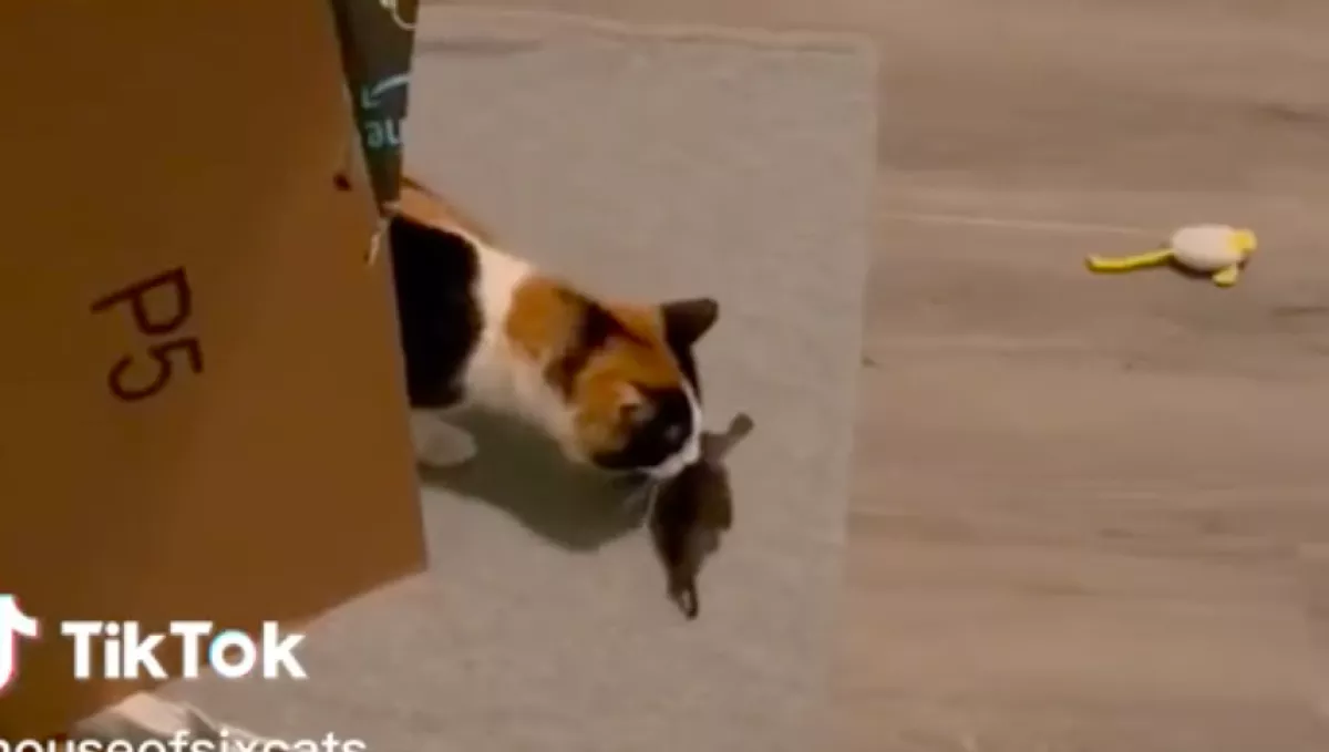 Örökbefogadott egy árva kiscicát a nő, a macskája reakciója megolvasztja a szíveket - Videó