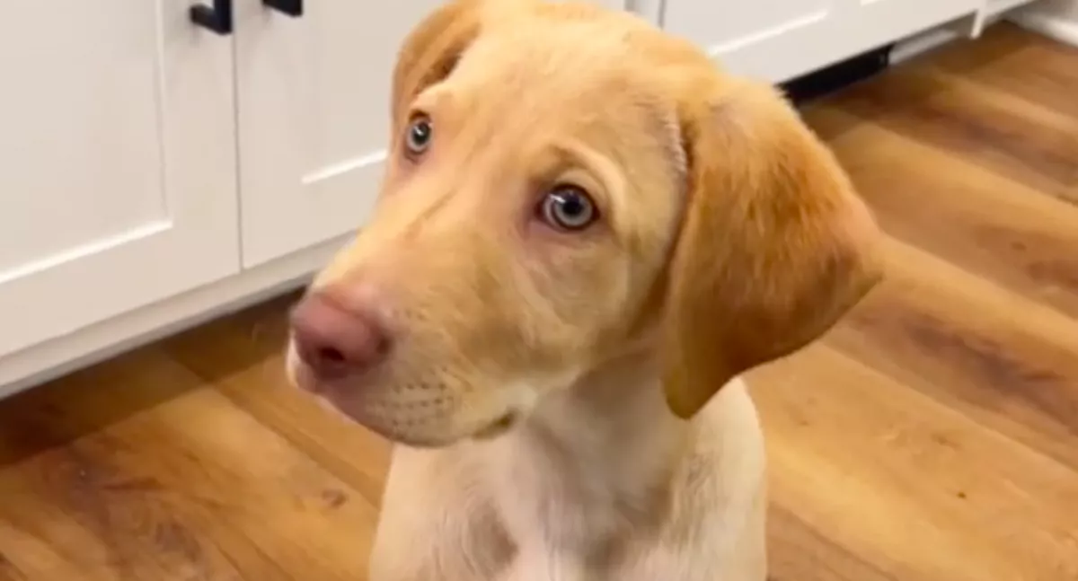 Először nem aludt a menhelyen a labrador kölyök, ami ezután történt, megolvasztja a a szíveket - Videó