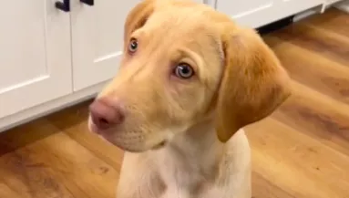 Először nem aludt a menhelyen a labrador kölyök, ami ezután történt, megolvasztja a a szíveket - Videó