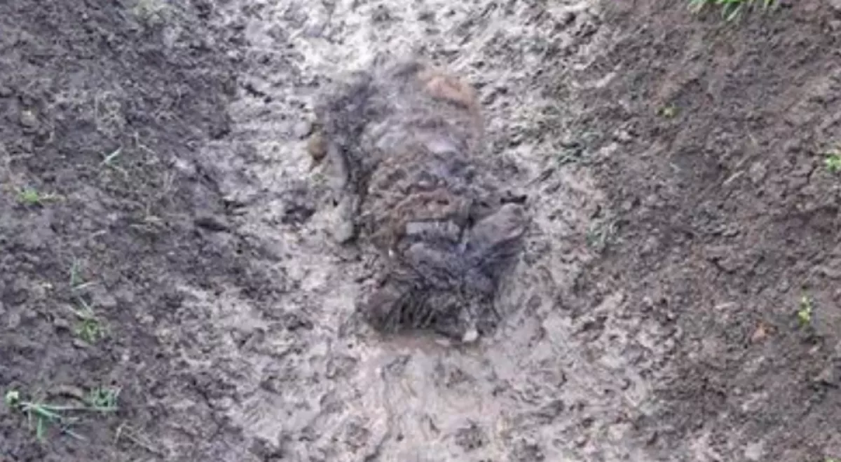 Megdöbbentő állapotban találtak egy magyar kutyára - a képek az egész világot sokkolják