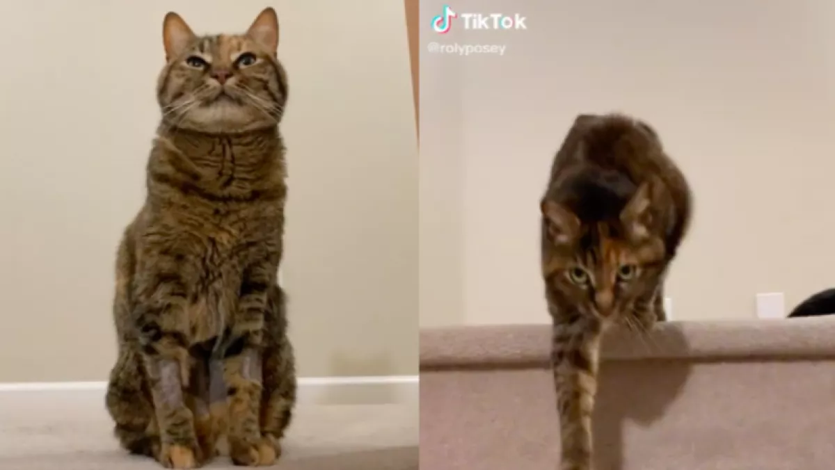 Évek óta minden nap megáll a macska a lépcső tetején, amit utána tesz, azon pusztul a világ - Videó