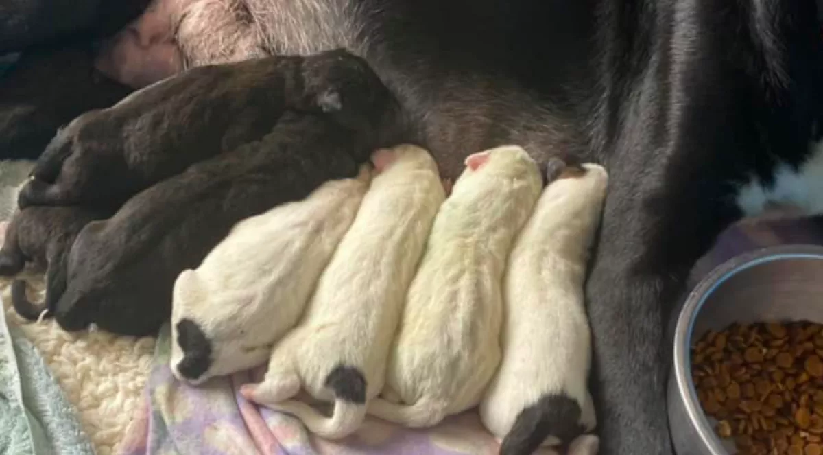 Az állatgondozók sem hittek a szemüknek, kit fogadott be a kutyamama - Fotók