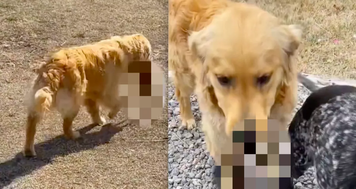 Azonnal videót készített a nő a golden retrieverről, amikor meglátta, mi van a szájában - Videó