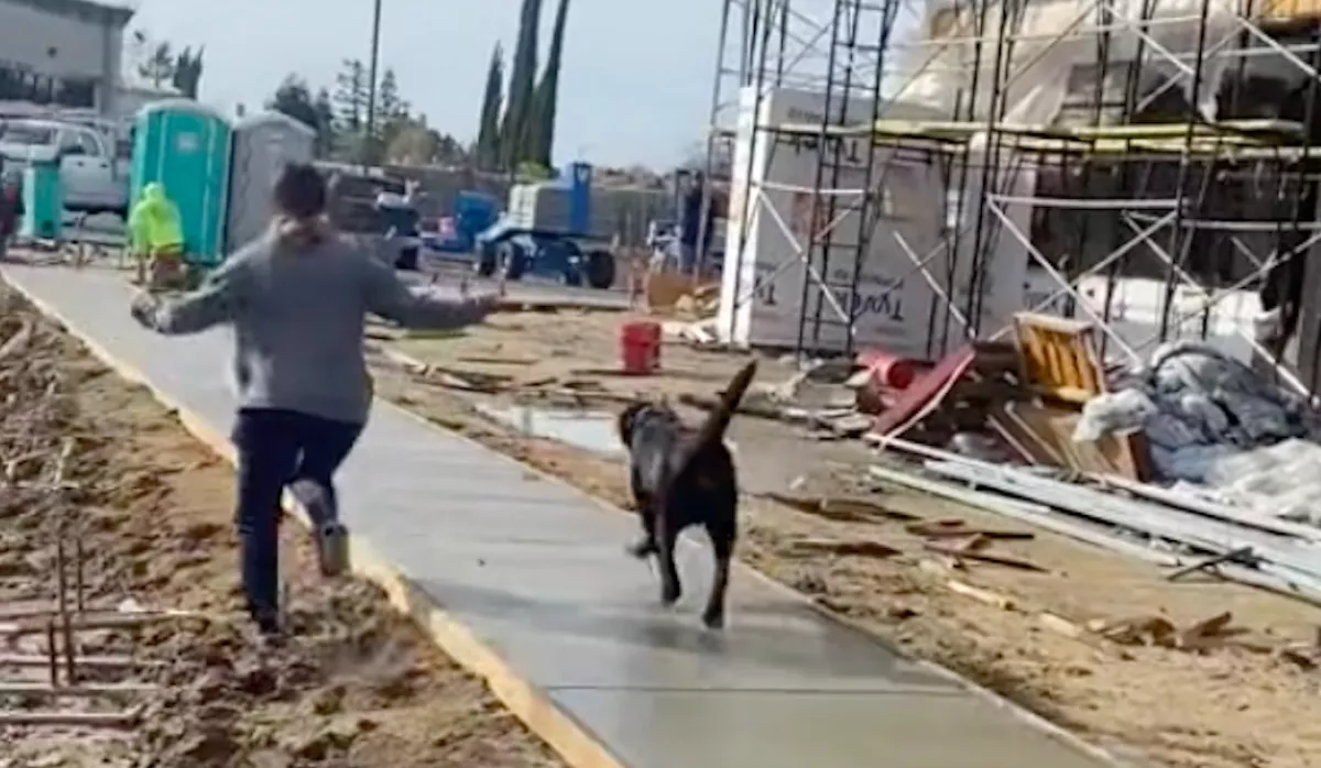 Hagyta a nő, hogy a kutyája a friss betonon menjen végig, az oka tízmilliókat hat meg - Videó