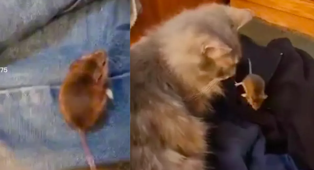 Felkeltették a macskát, hogy fogja meg az egeret: ami ezután történt, azon pusztul a világ - Videó