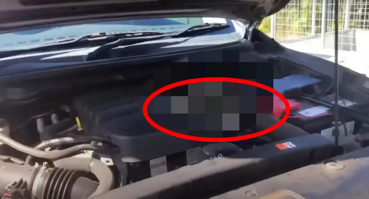 Csak az akksit akarta ellenőrizni az autós, amikor kinyitotta a motorháztetőt, sokkot kapott - Videó