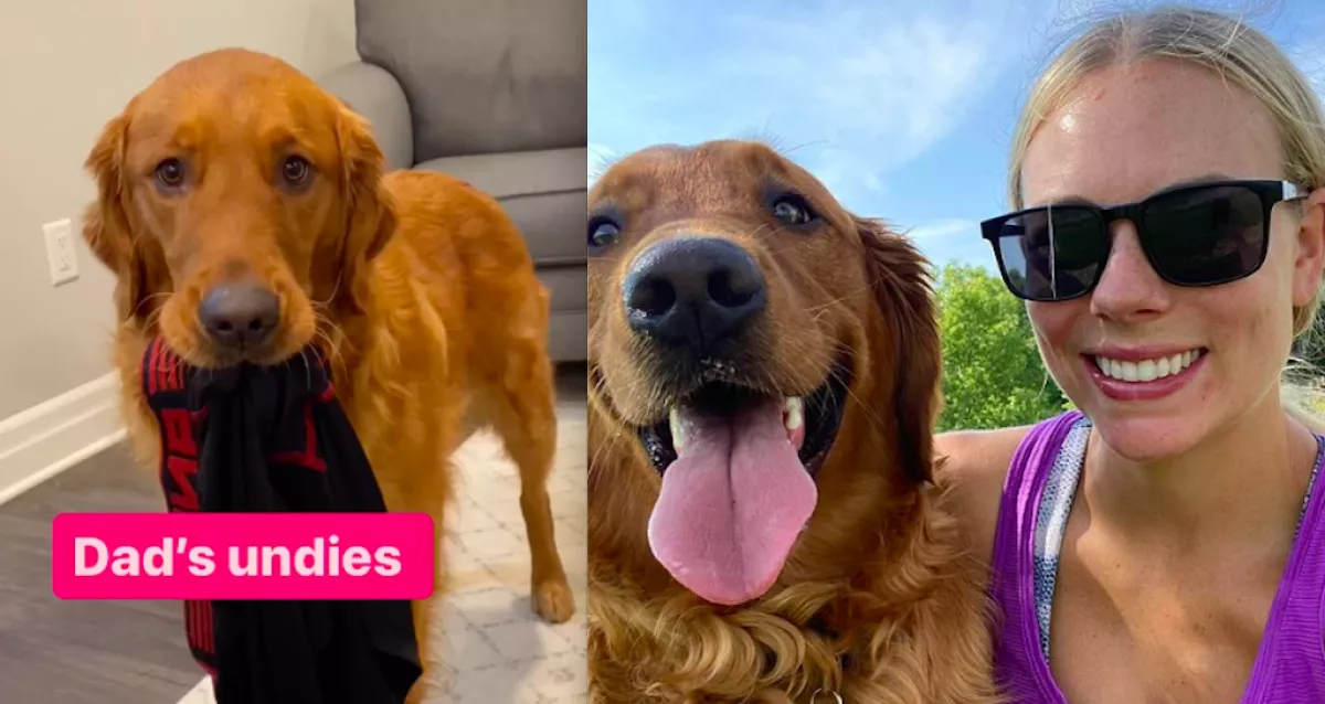 Megbüntette a gazdi a kutyát, aki folyton lop: milliók pusztulnak a videókon