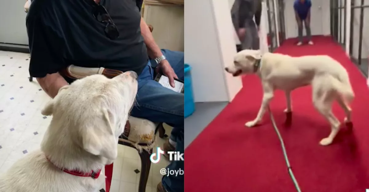 Megtudta a menhelyi kutya, hogy örökbe fogadják: a reakciója felrobbantja a netet - Videó