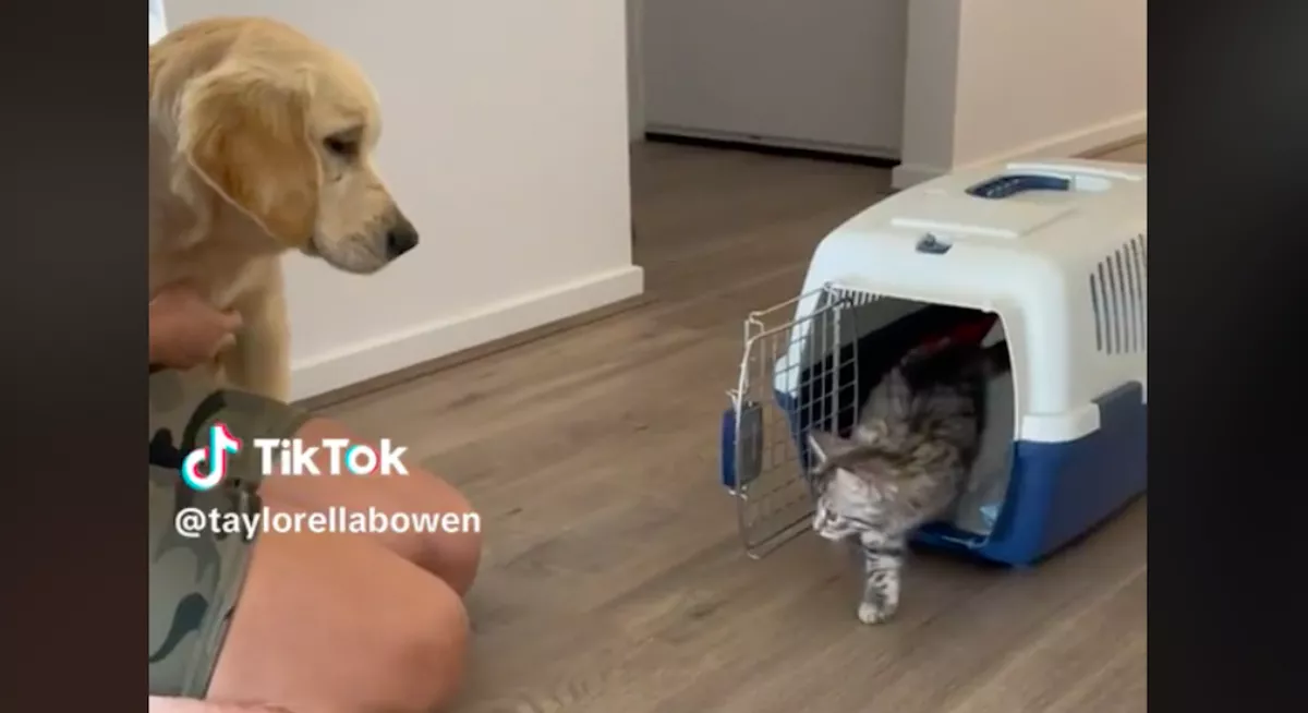 Három hónappal a kutya után egy cicát is örökbefogadott a nő: ami ezután történt, megolvasztja a szíveket - Videó