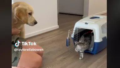 Három hónappal a kutya után egy cicát is örökbefogadott a nő: ami ezután történt, megolvasztja a szíveket - Videó