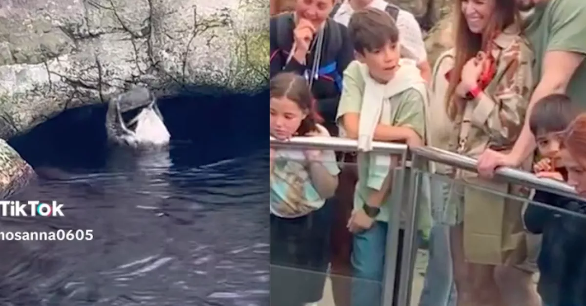 Beesett az iPhone az állatok kifutójába: ami ezután történt, az egy ember számára egyáltalán nem volt vicces - Videó