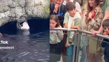 Beesett az iPhone az állatok kifutójába: ami ezután történt, az egy ember számára egyáltalán nem volt vicces - Videó