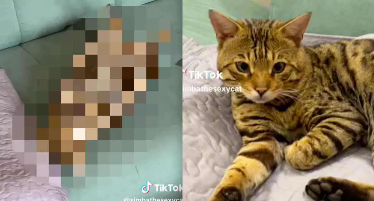 Amikor meglátta a férfi, mit csinál a macska a kanapén, azonnal videóra vette