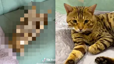 Amikor meglátta a férfi, mit csinál a macska a kanapén, azonnal videóra vette