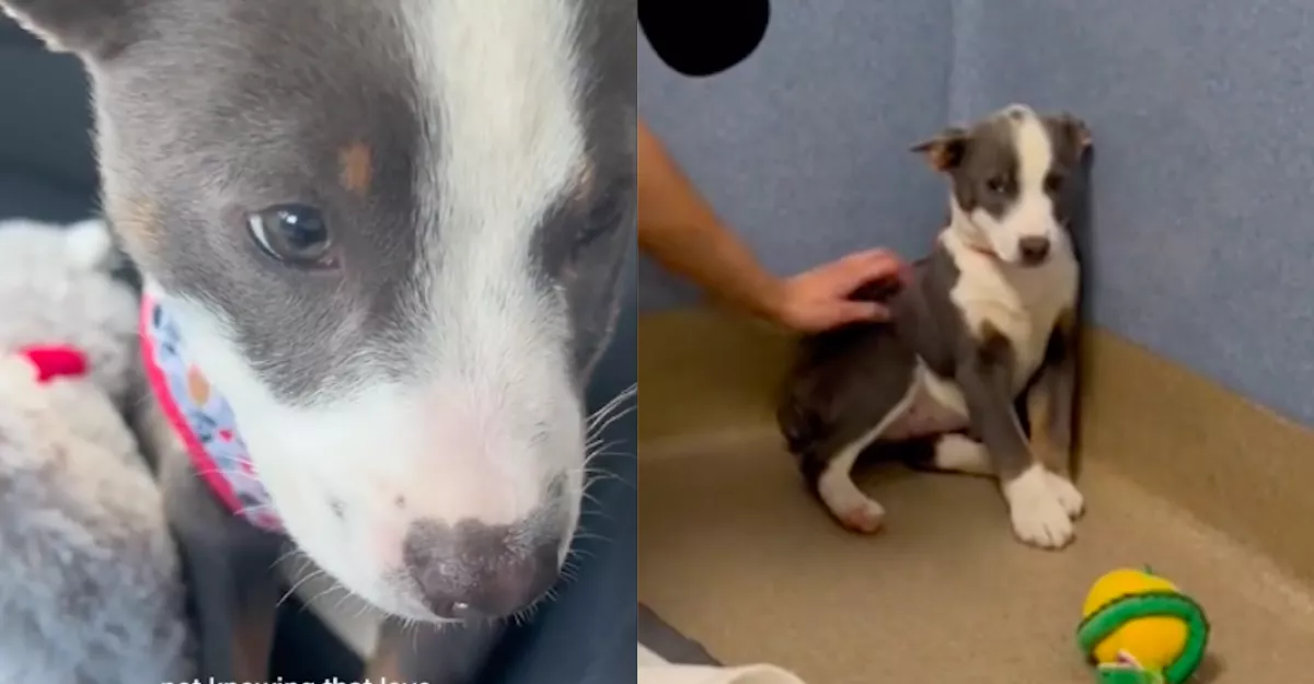 Egy rémült kiskutyát fogadott örökbe a szépségkirálynő: ahogy ma kinéz, milliókat ríkat meg - Videó