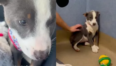 Egy rémült kiskutyát fogadott örökbe a szépségkirálynő: ahogy ma kinéz, milliókat ríkat meg - Videó