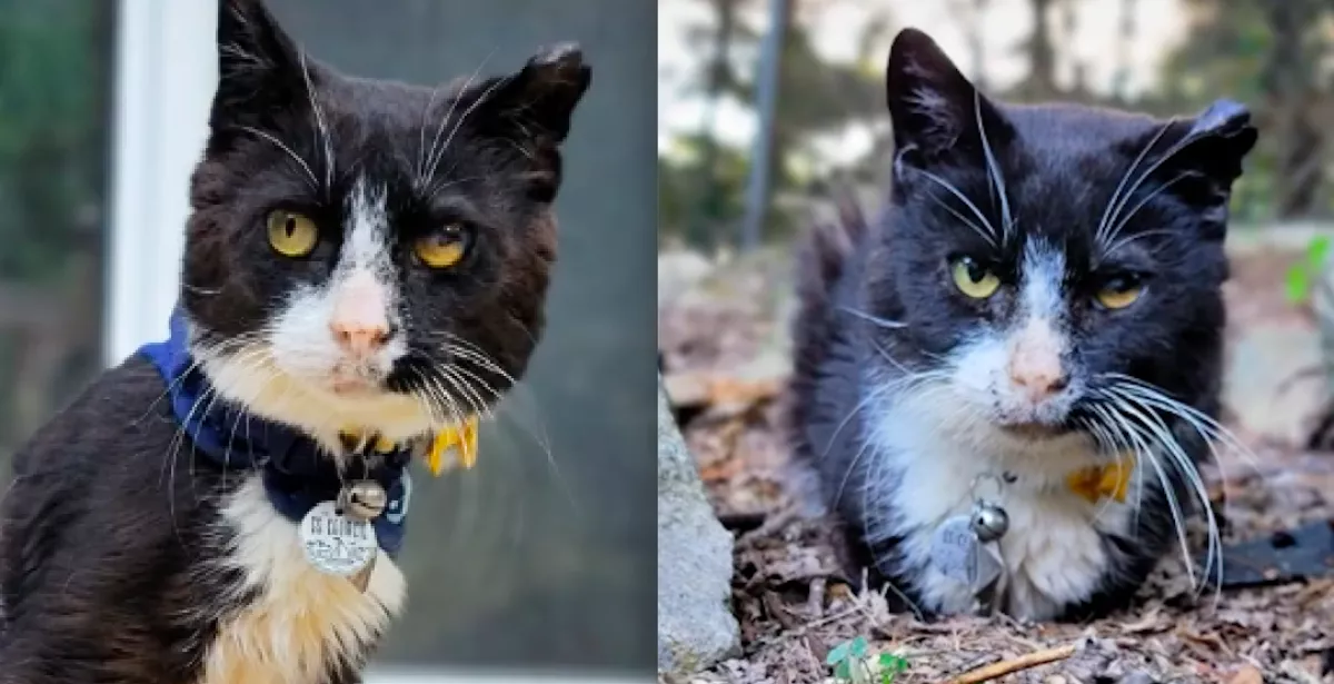 Közölte az orvos: el kell altatni a macskát - aztán rendkívüli dolog történt - Videó