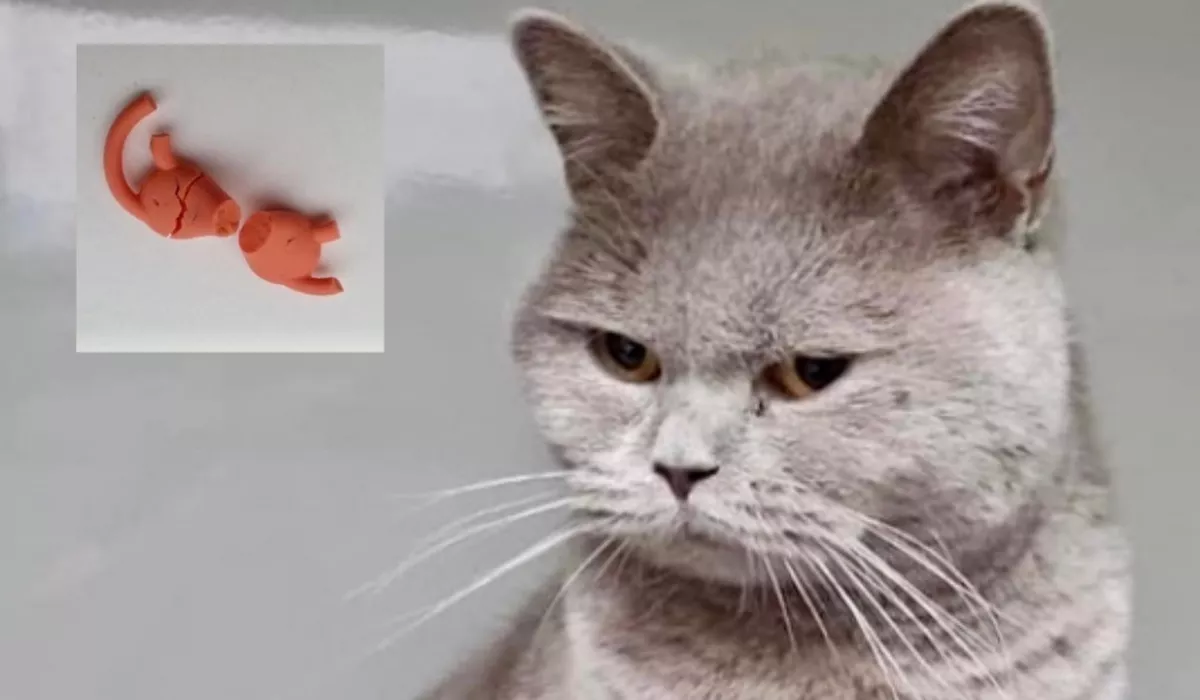 Furcsa tárgyat evett meg ez a cica, utána be is adták a menhelyre