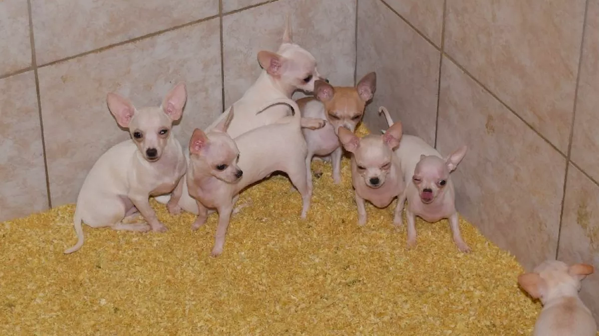 Sokkoló képek az illegális állatfarmról: Zsoltnál 20 millióért madarakat, 86 kutyát találtak