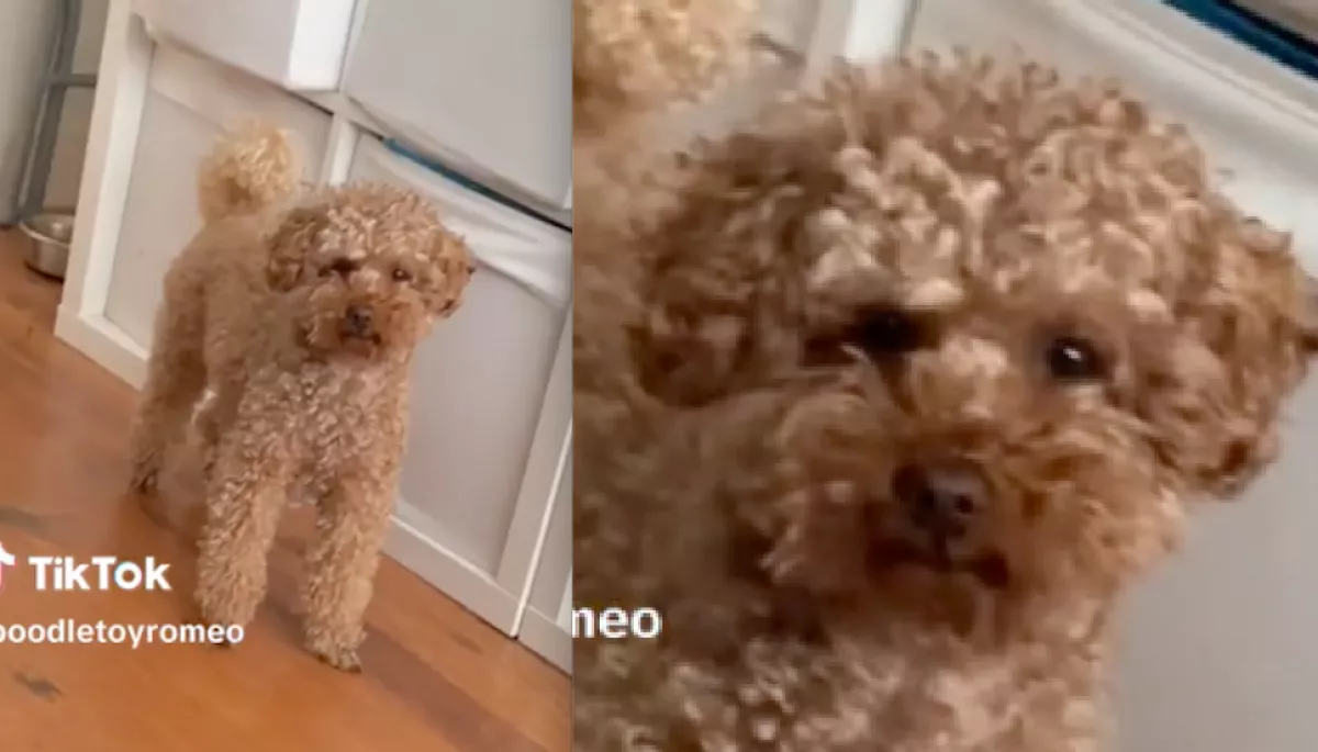 Gyilkos pillantással nézi gazdiját a kutyus rendre: az okán pusztul az egész internet - Videó