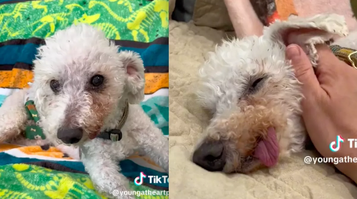 22 évig volt hűséges a gazdájához a kutyus: ami egy hete történt, megszakítja a szíveket világszerte - Videó