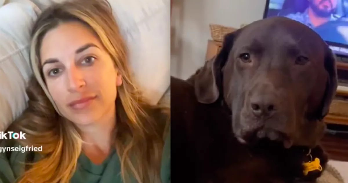 Meg akarta simogatni a nő a labradort: amit a kutya tesz, azon az egész világ pusztul - Videó